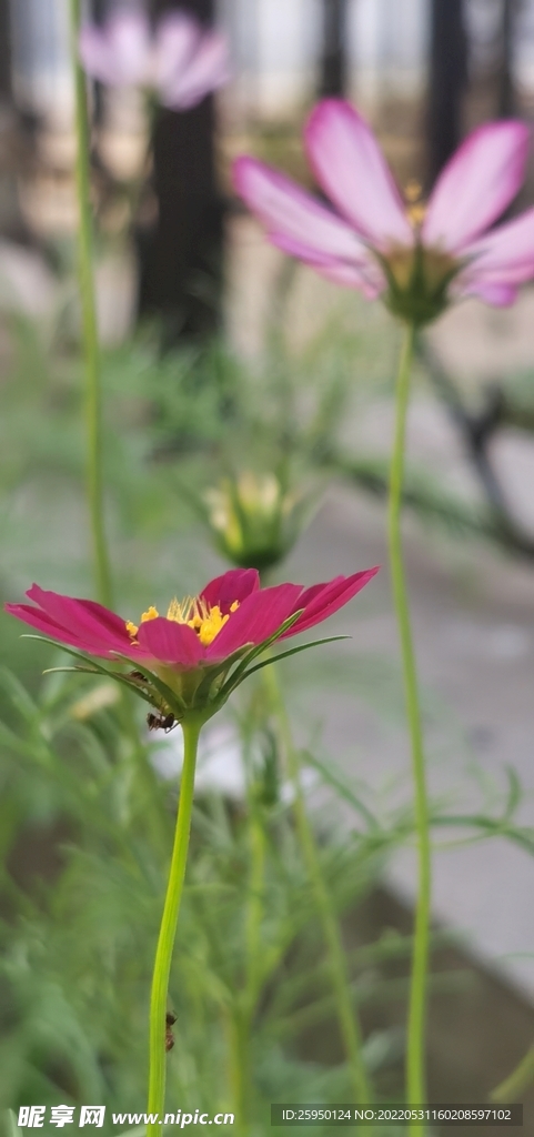 波斯菊
