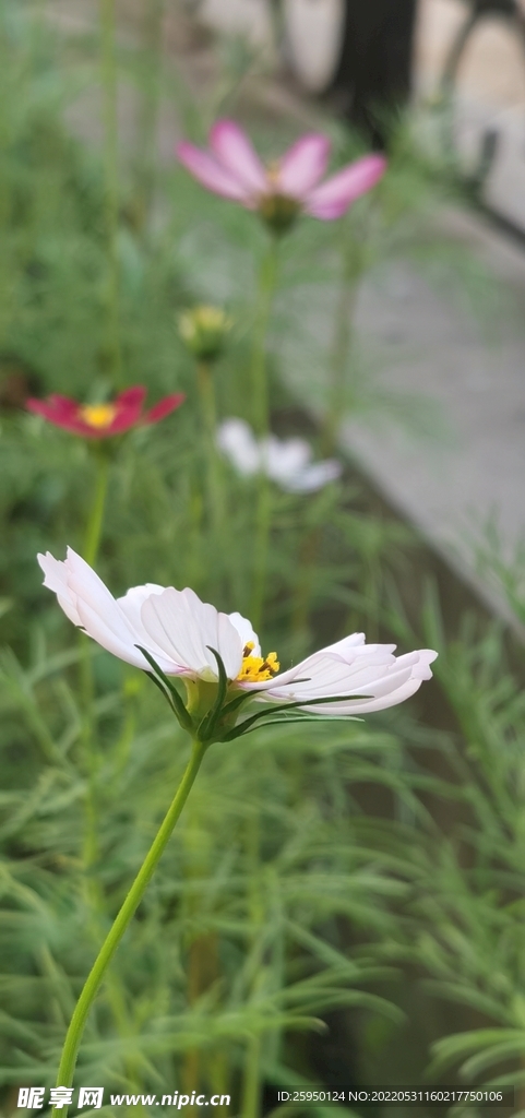 波斯菊
