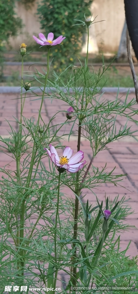 波斯菊