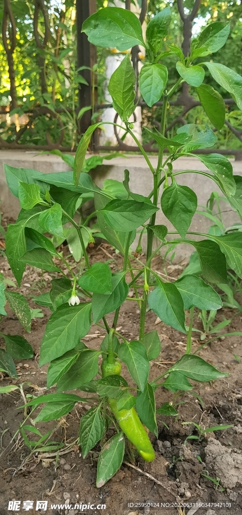 小辣椒