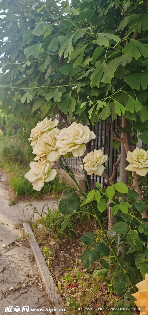 绿玫瑰