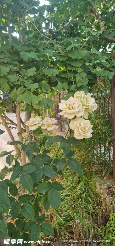 绿玫瑰