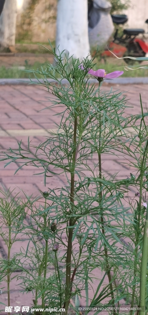 波斯菊
