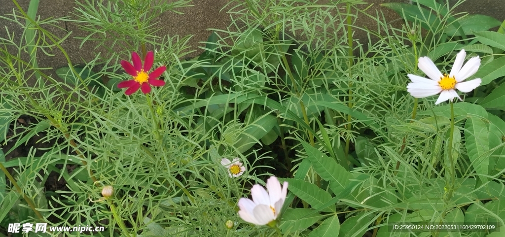 波斯菊