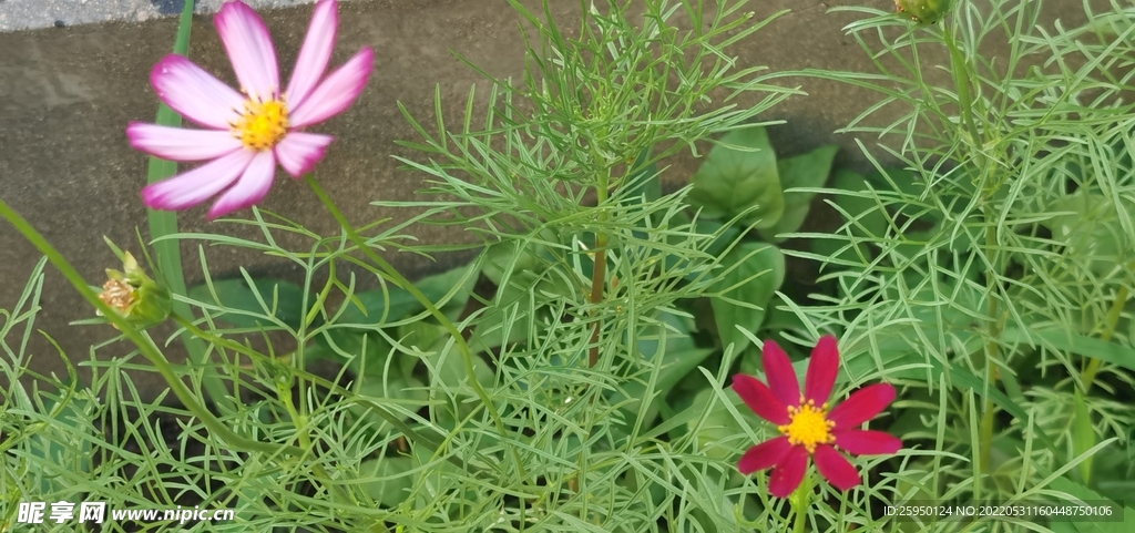 波斯菊 