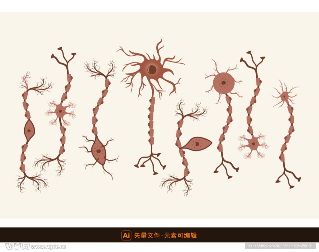 神经细胞插画