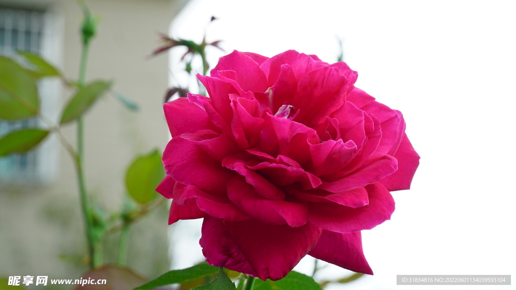 花与风