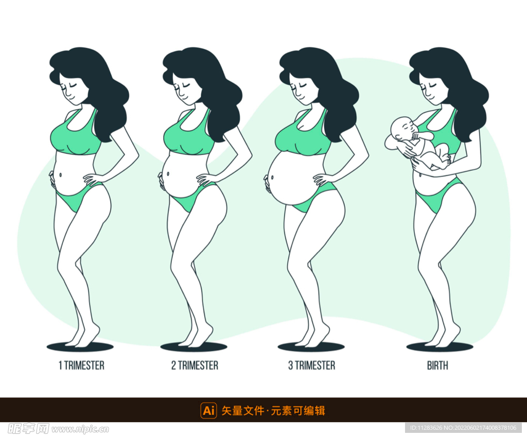 孕期变化过程插画