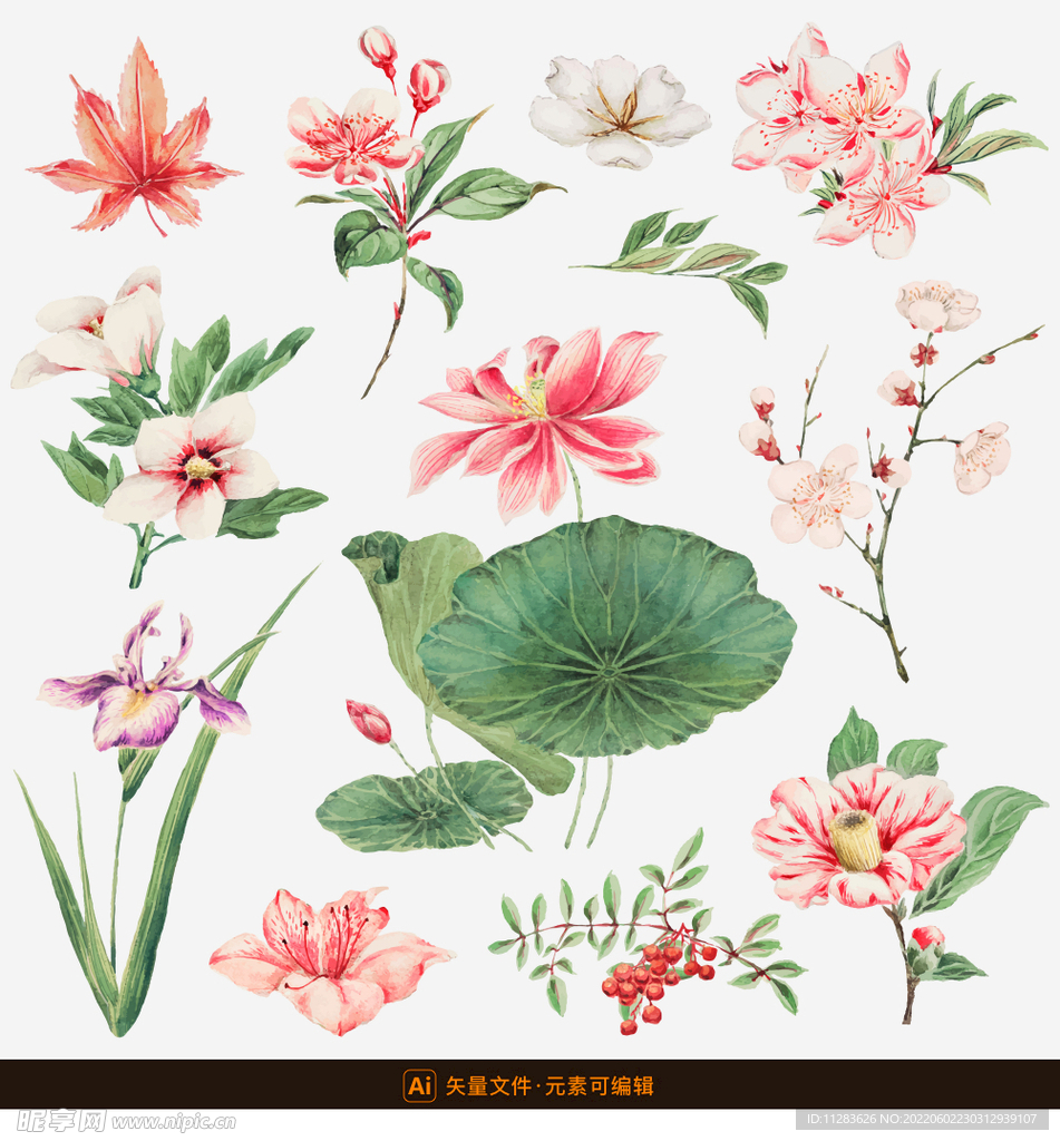中国风荷花素材