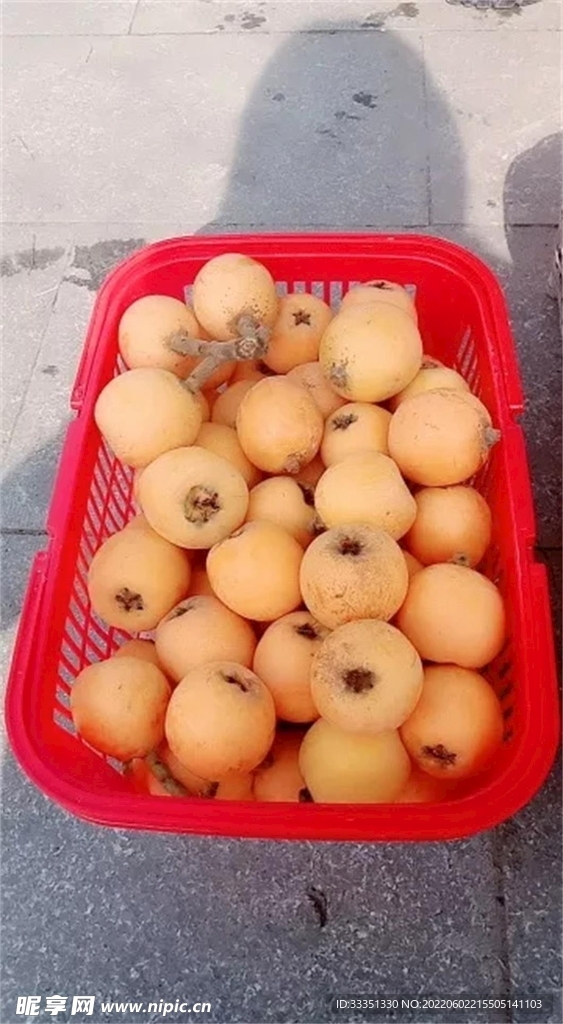 攀枝花米易枇杷 