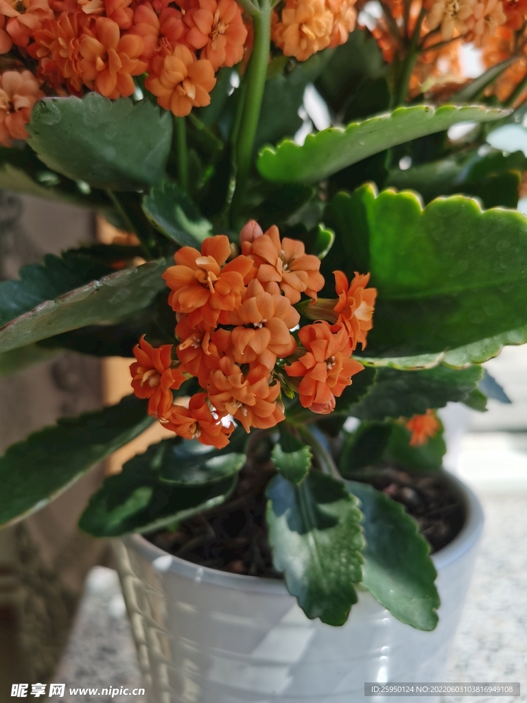 长寿花