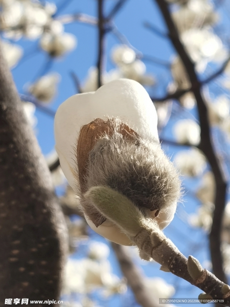 玉兰花