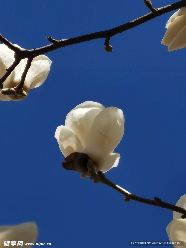 玉兰花