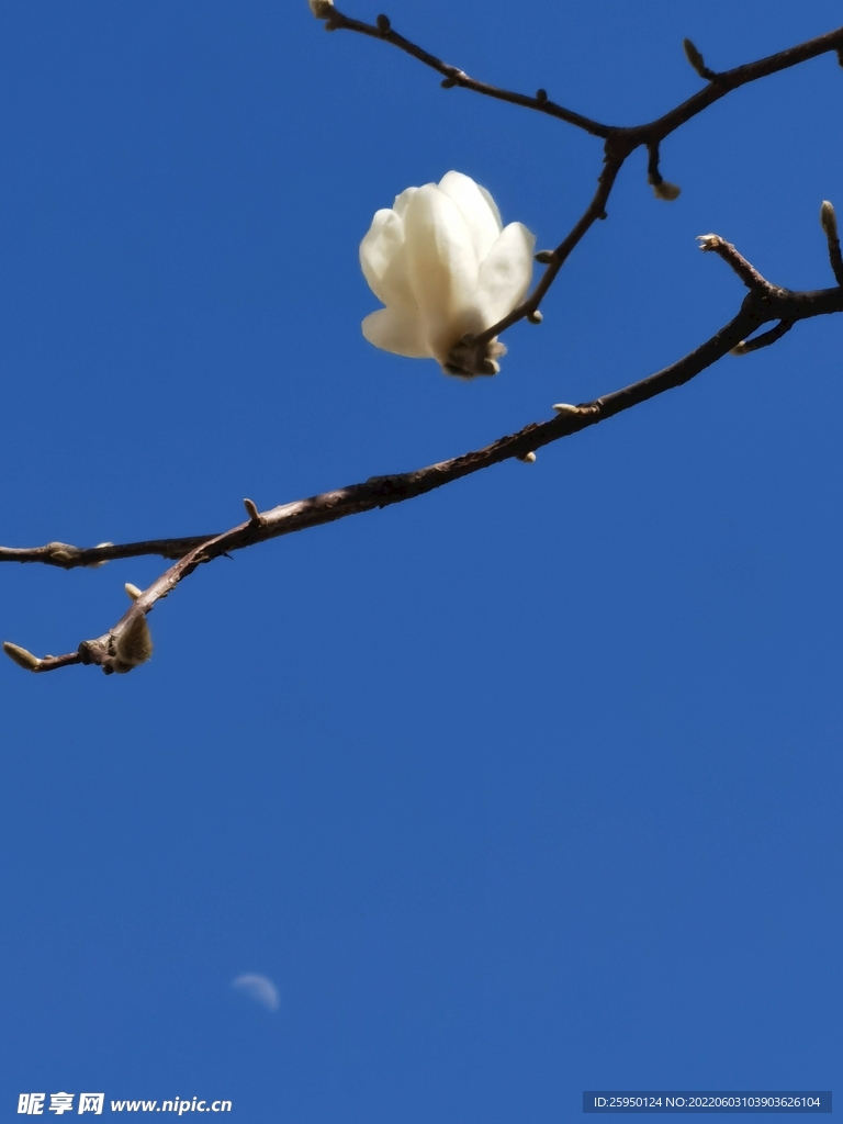 玉兰花