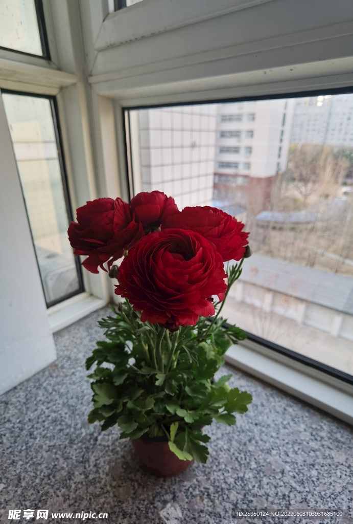 芹叶牡丹