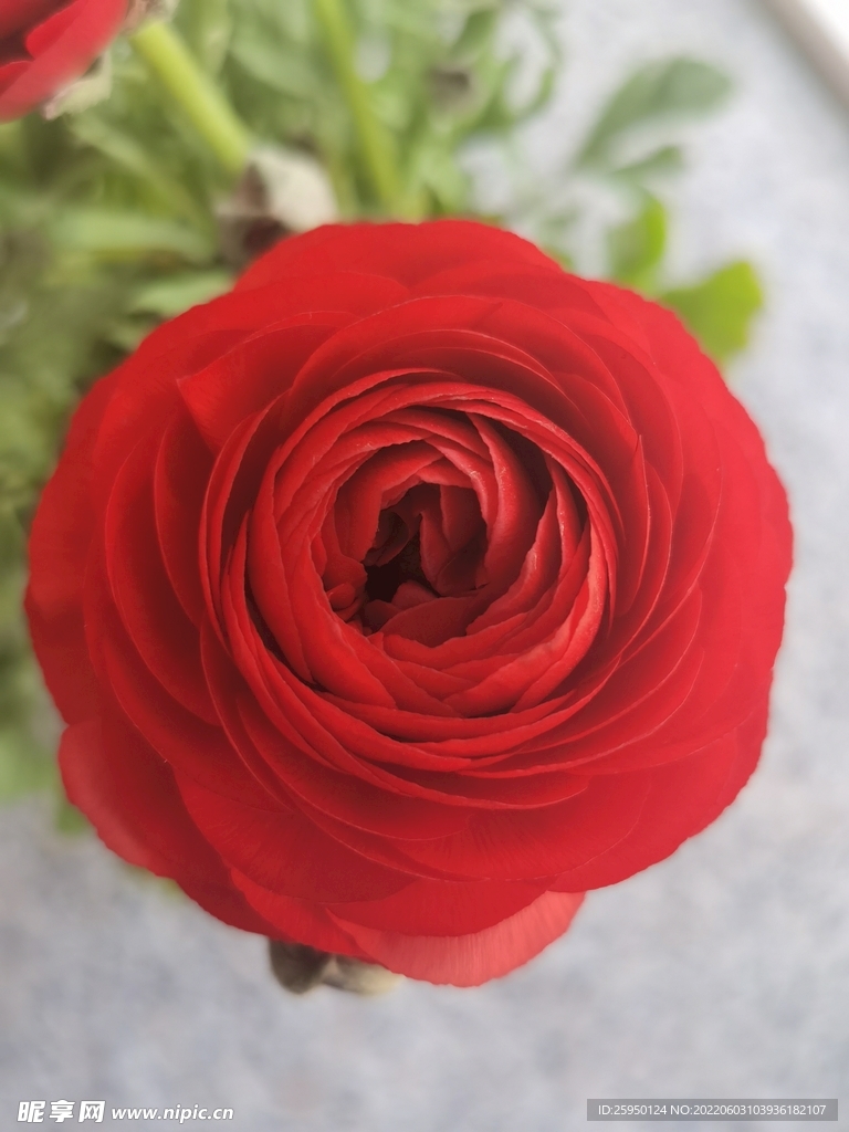 芹叶牡丹