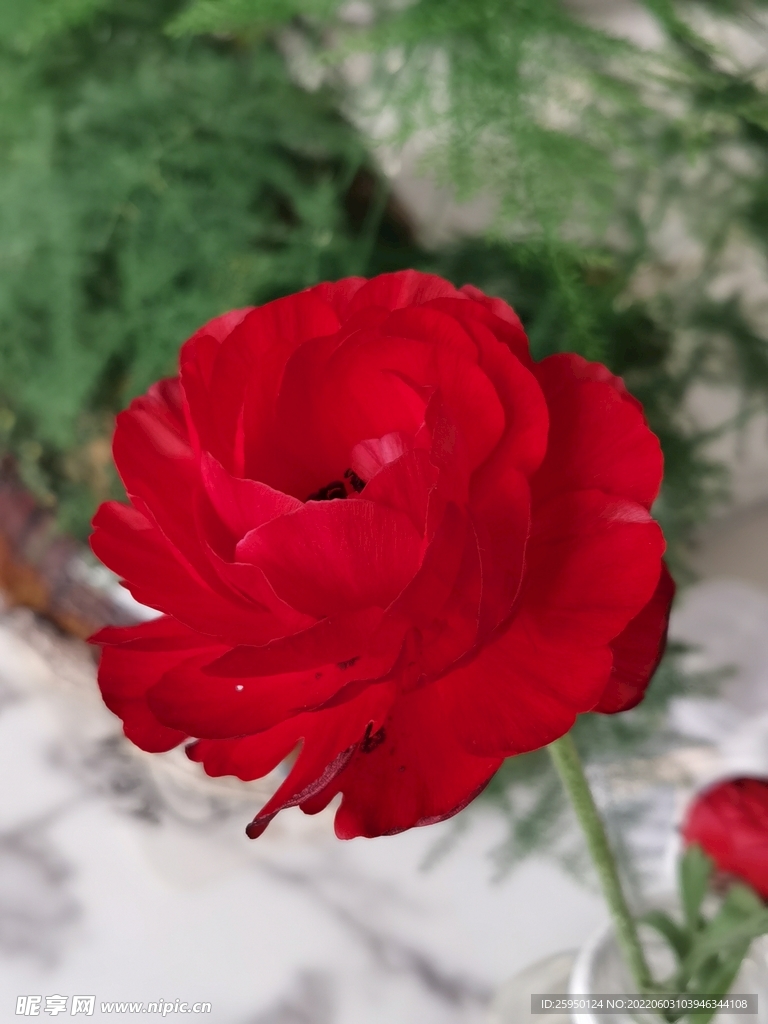 芹叶牡丹