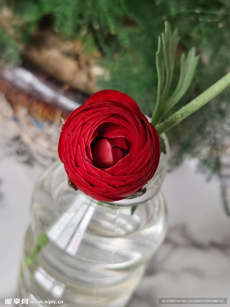 芹叶牡丹
