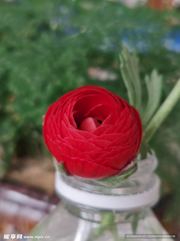 芹叶牡丹