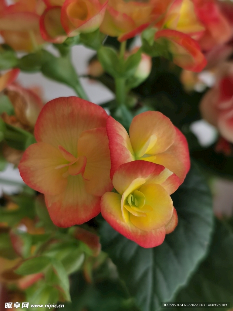 长寿花