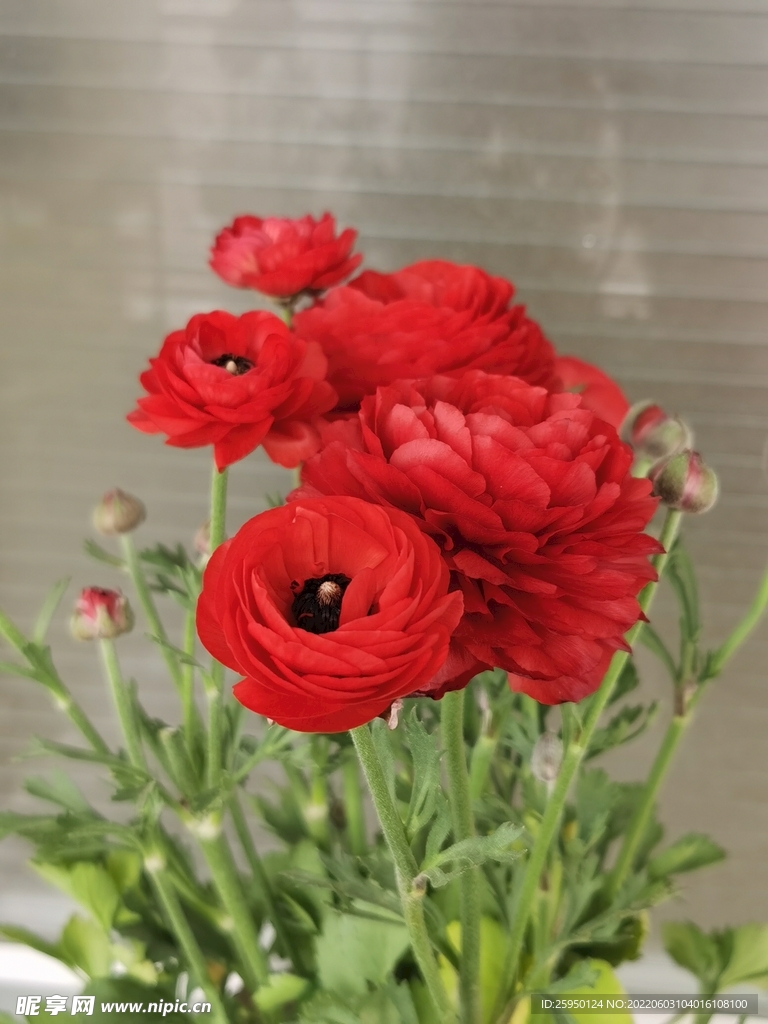 芹叶牡丹
