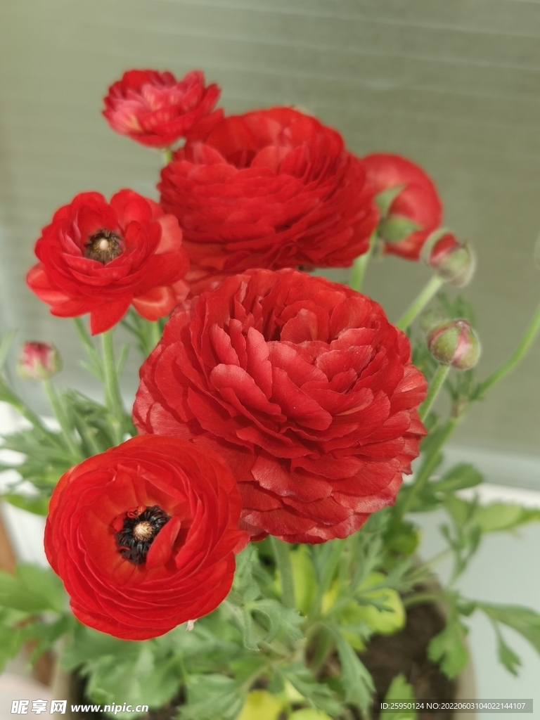 芹叶牡丹
