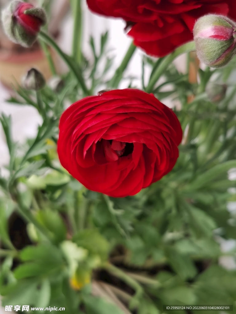 芹叶牡丹