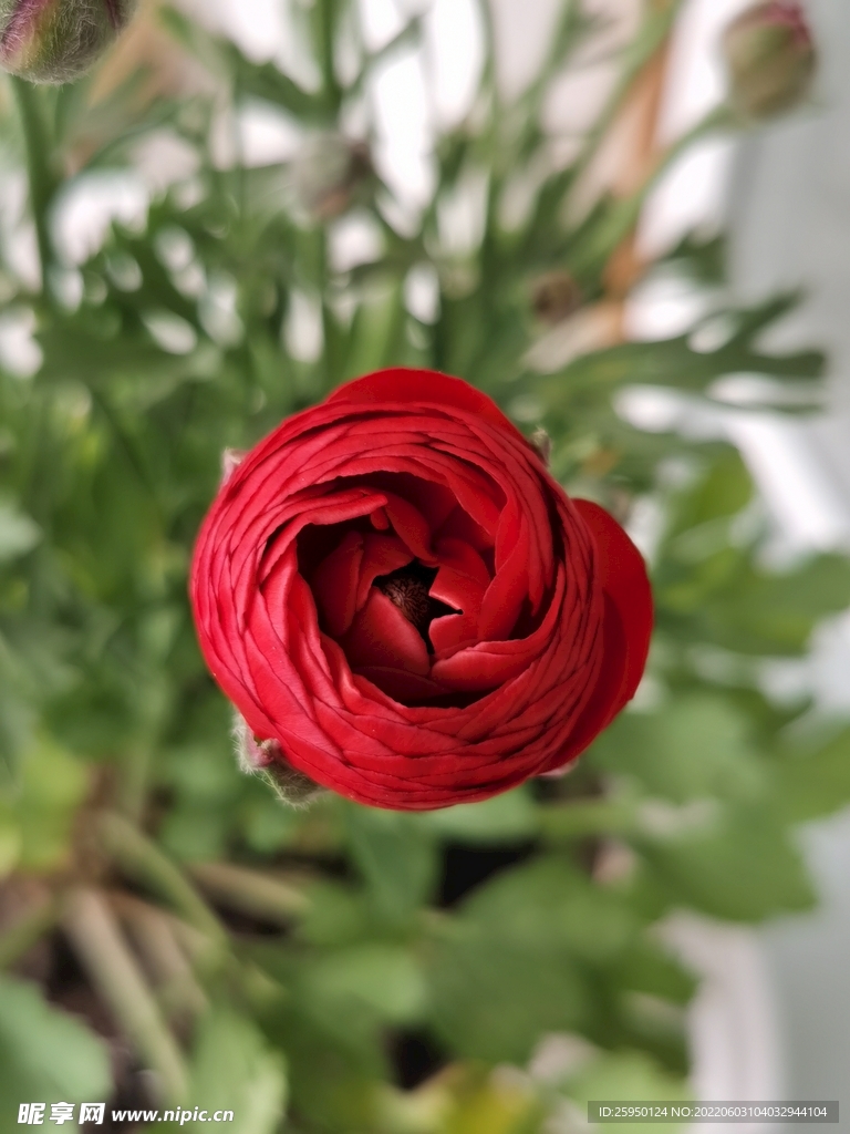 芹叶牡丹