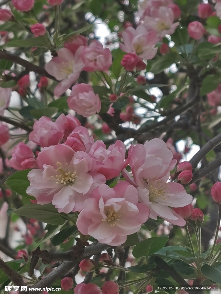 海棠花