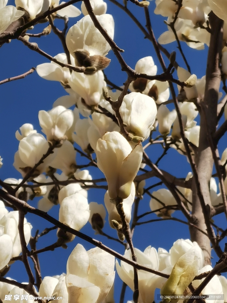 玉兰花