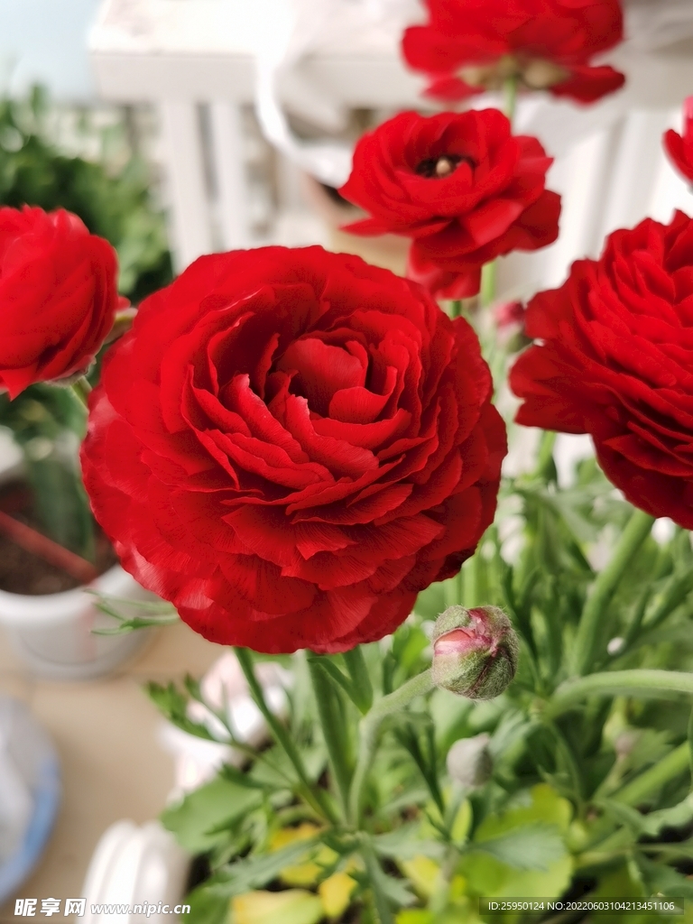 芹叶牡丹