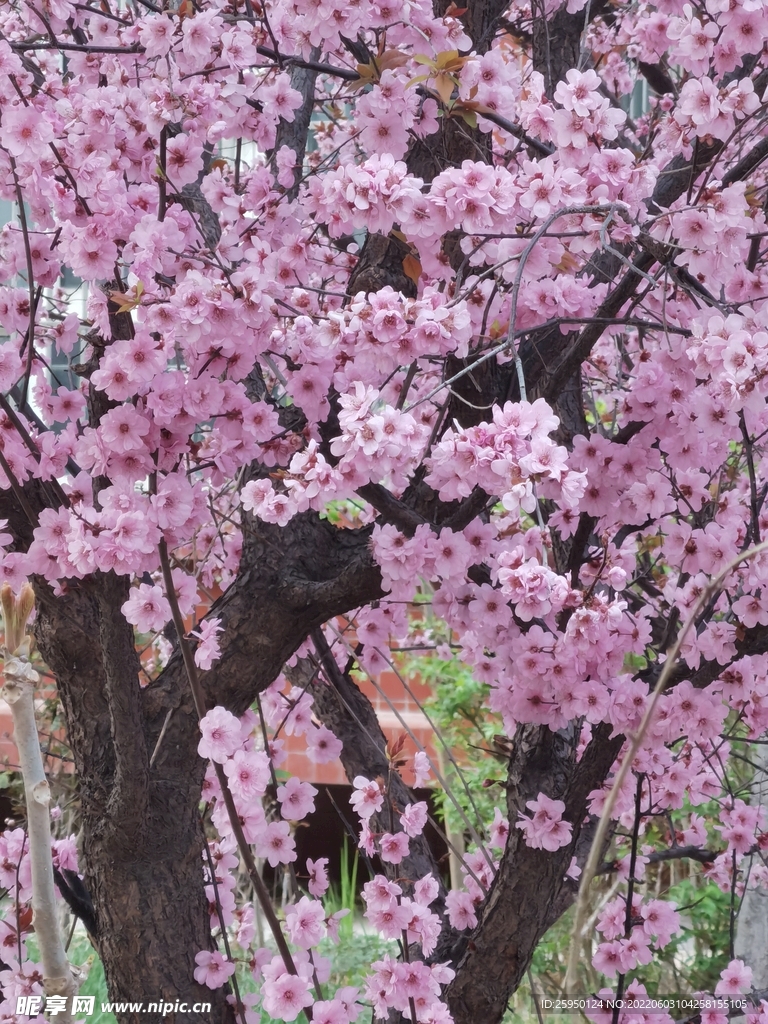 梅花