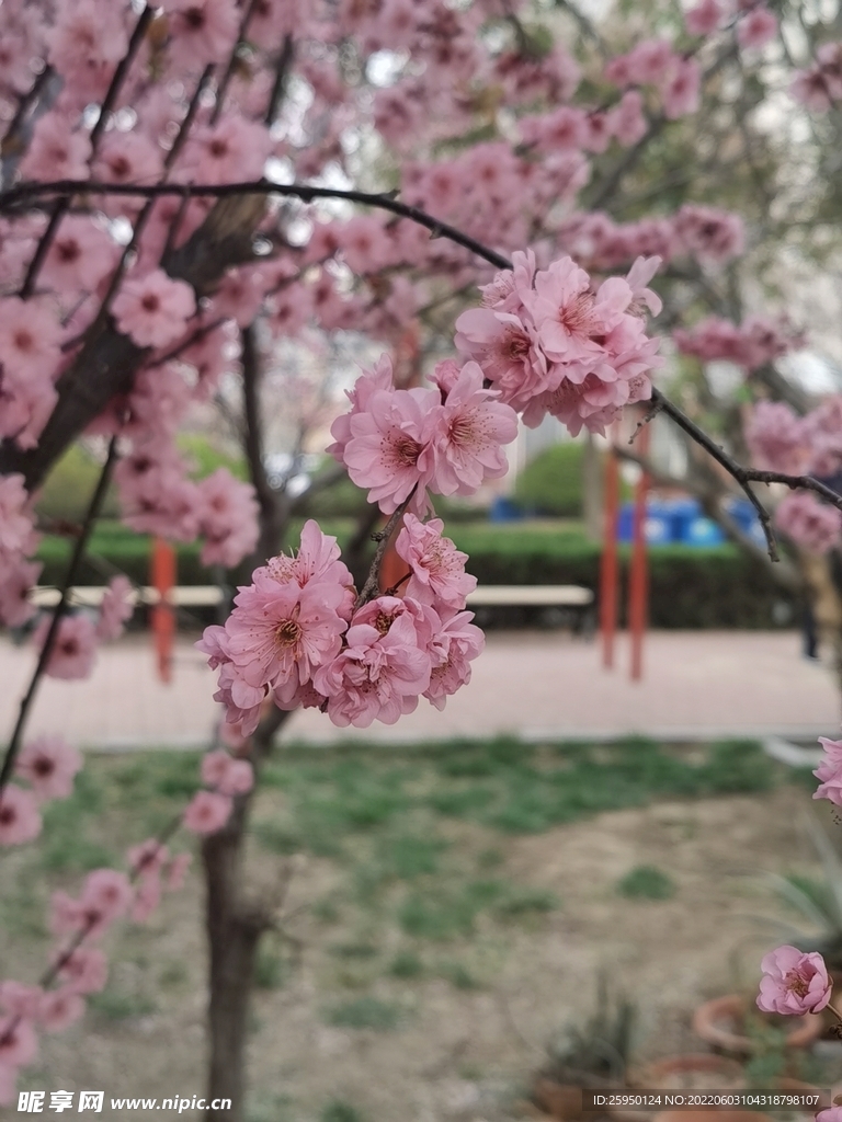 梅花
