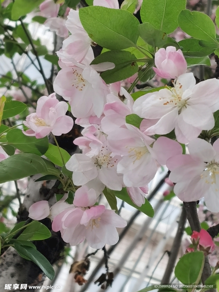 海棠花