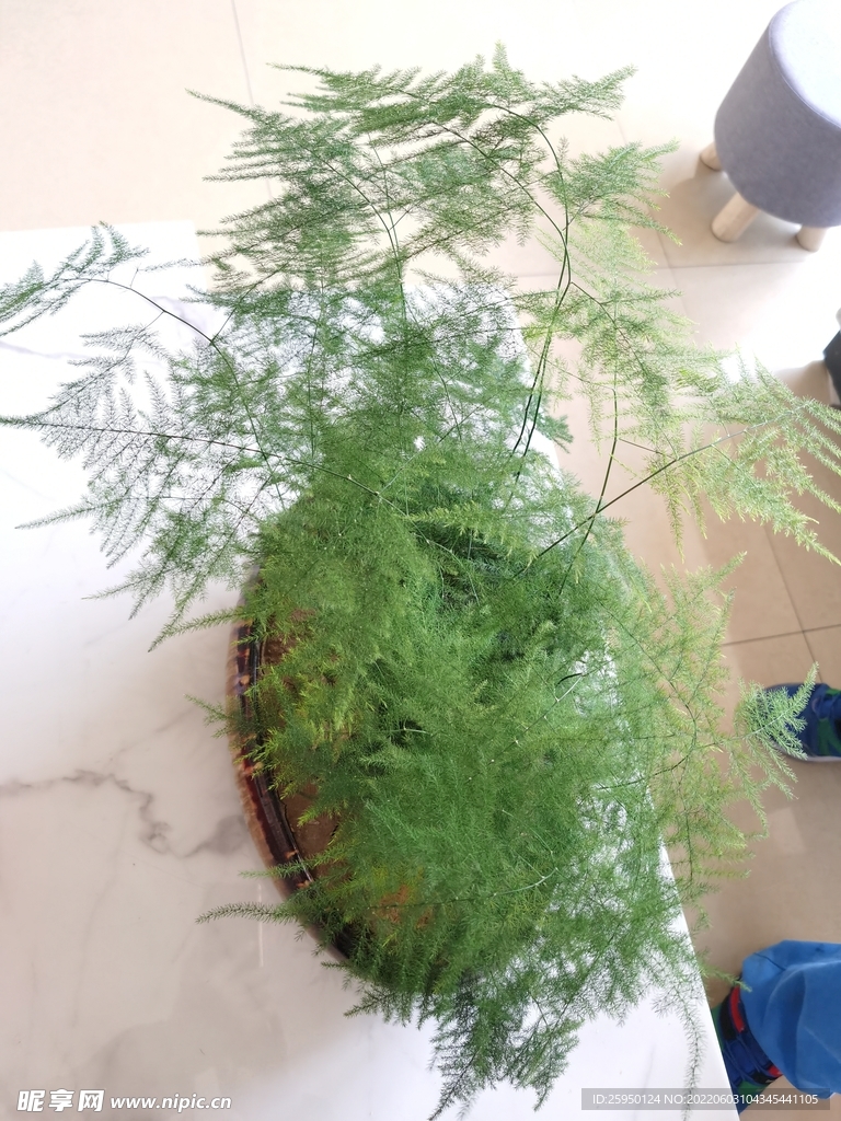 云竹