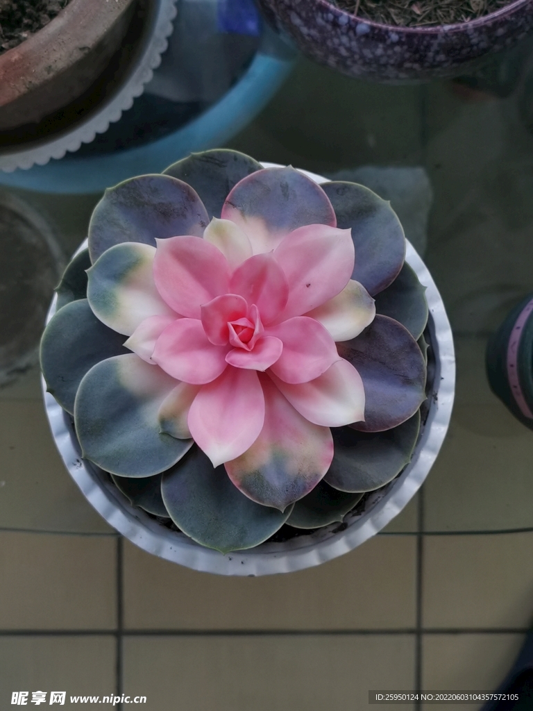 肉肉花