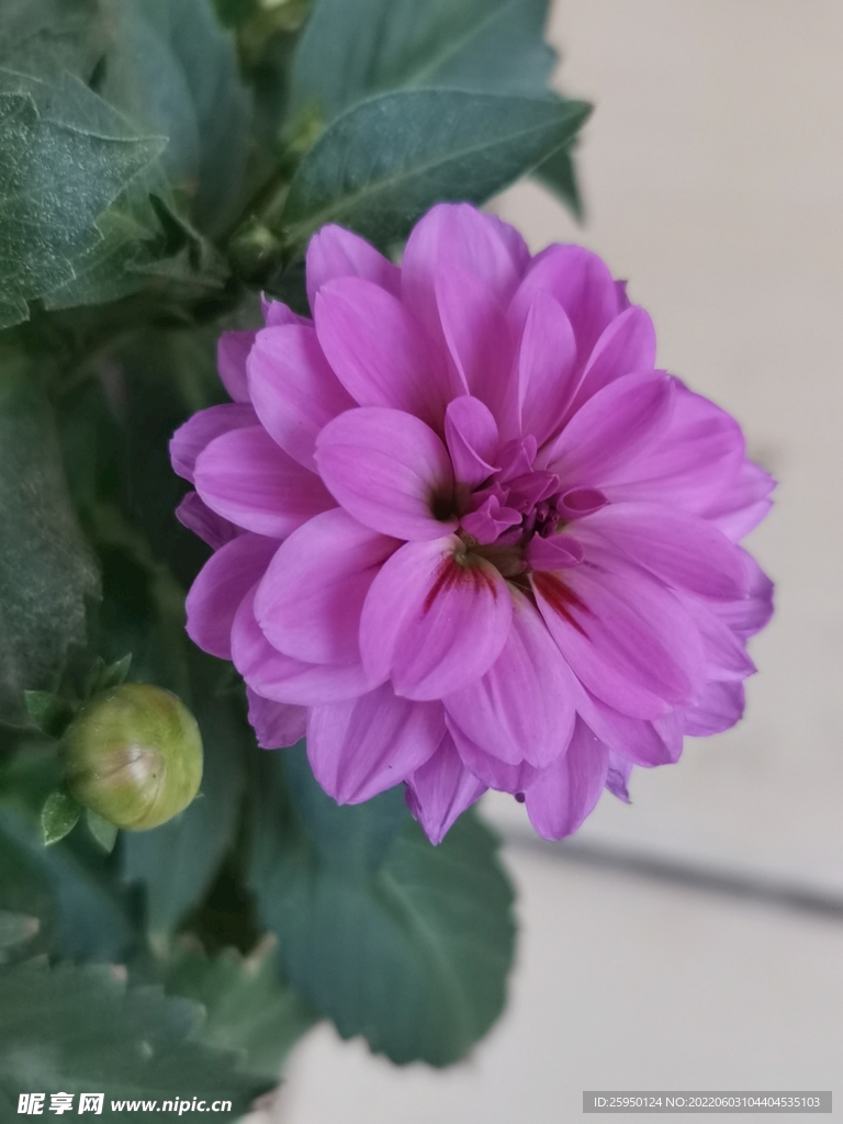 地瓜 花