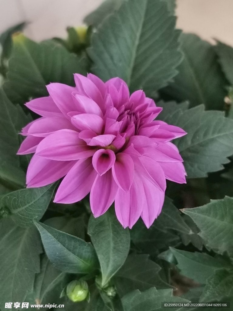 地瓜花