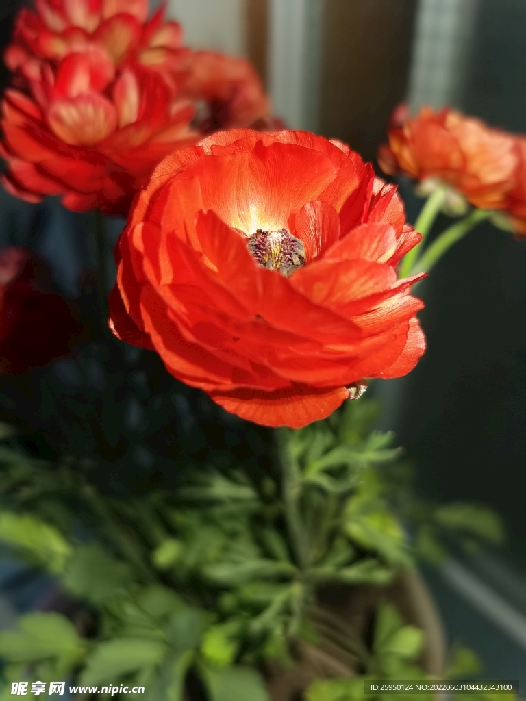 芹叶牡丹