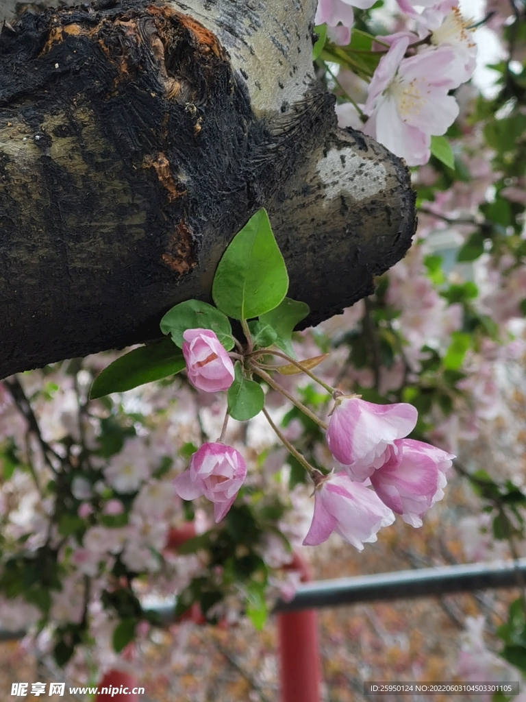 海棠花