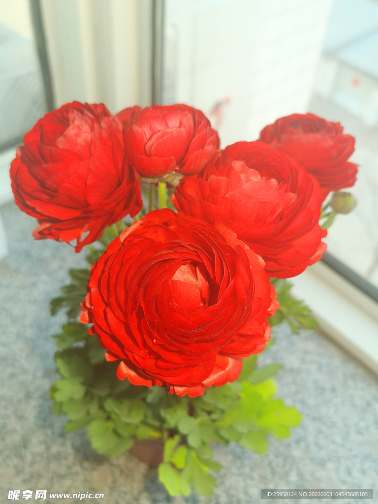 芹叶牡丹