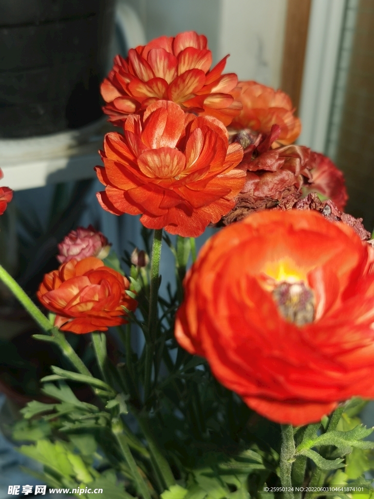 芹叶牡丹
