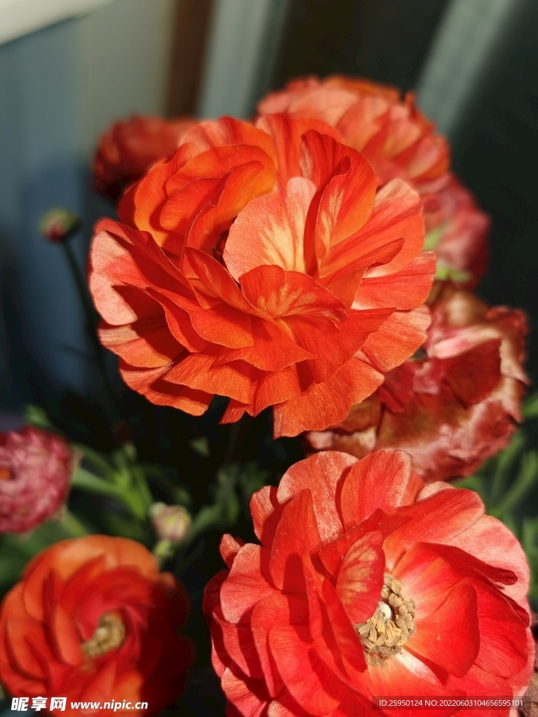 芹叶牡丹