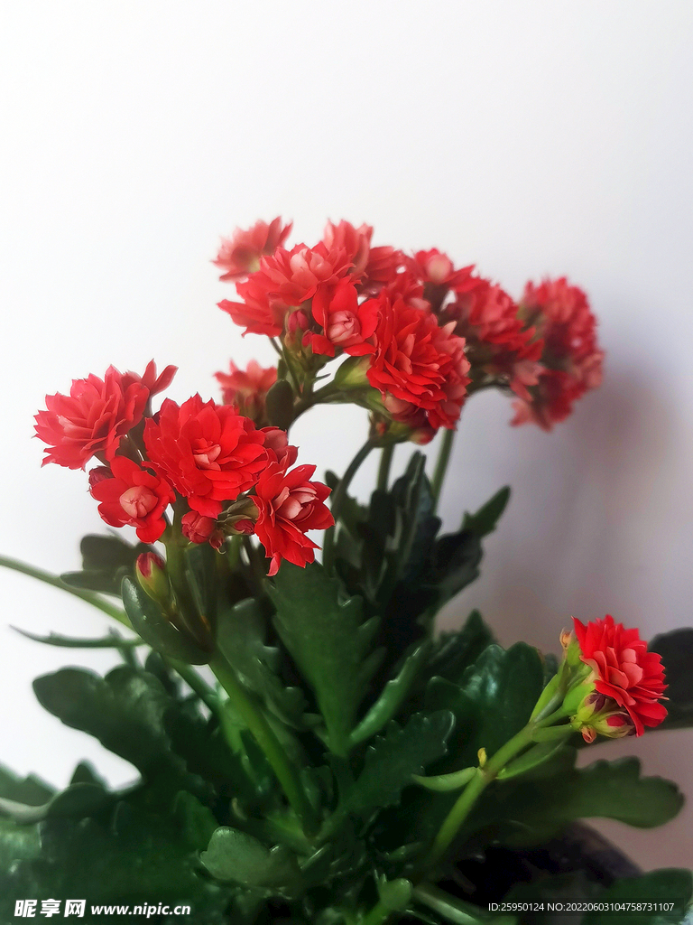 长寿花