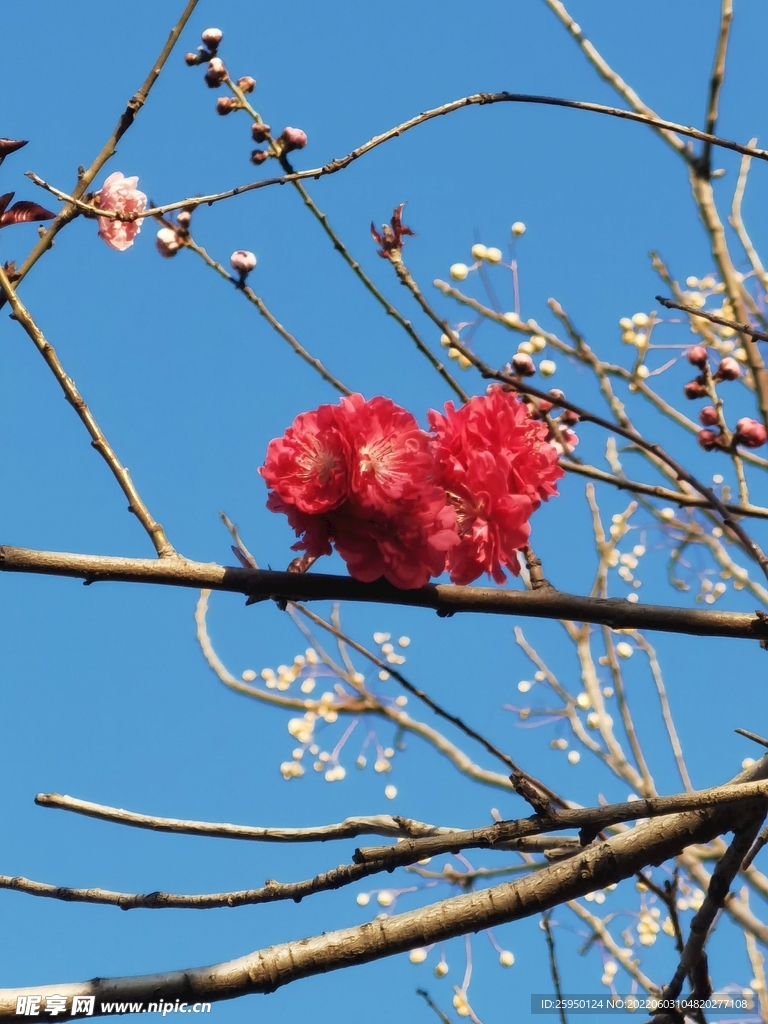 梅花