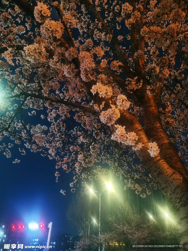 樱花 烂漫