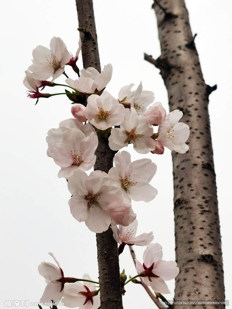 梅花