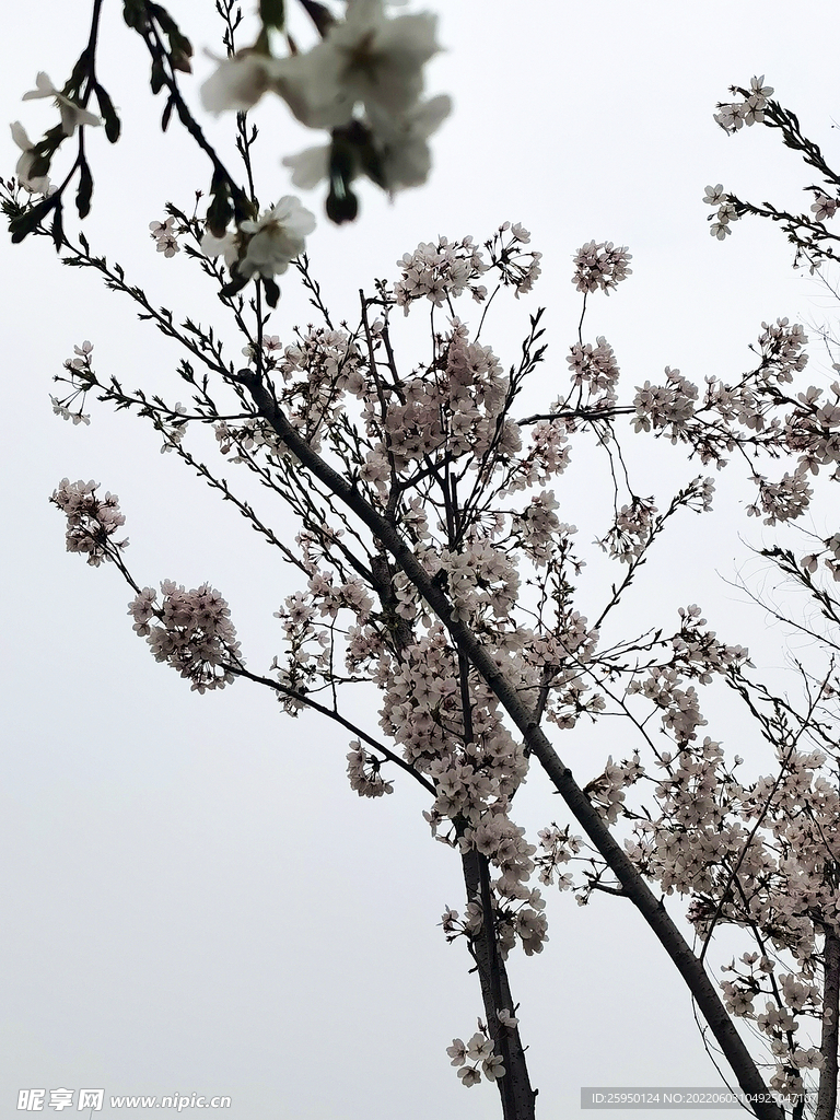 梅花