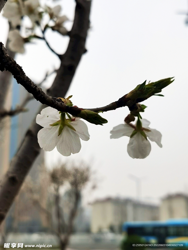 梅花