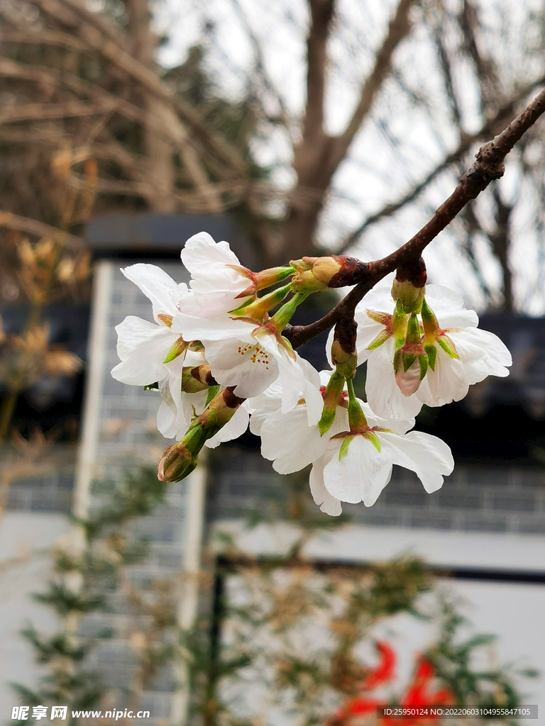 梅花